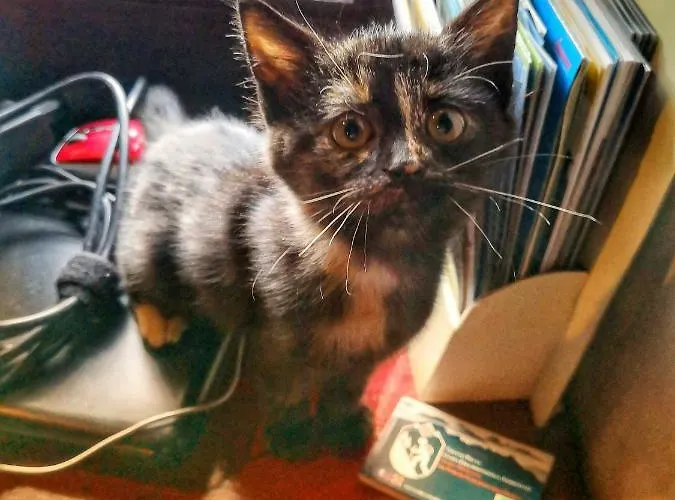 Dove Comincia La Bella Italia